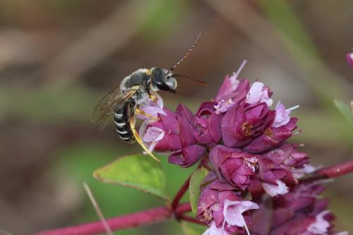 Halictus compressus
